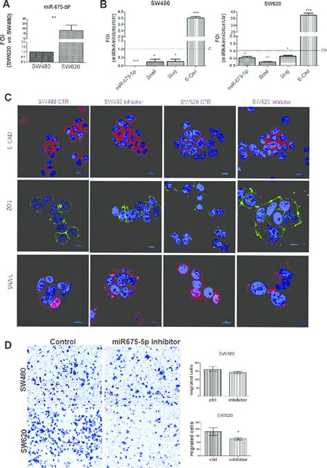 Mir P Inhibitor Reduces Metastatic Features And Promotes