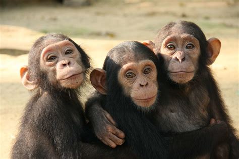 The Connection between your Smart Phone and Chimpanzees