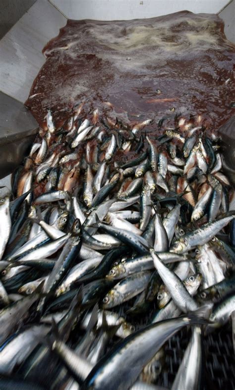 Restrictions On Overfished Sardines In Monterey Bay Create Financial