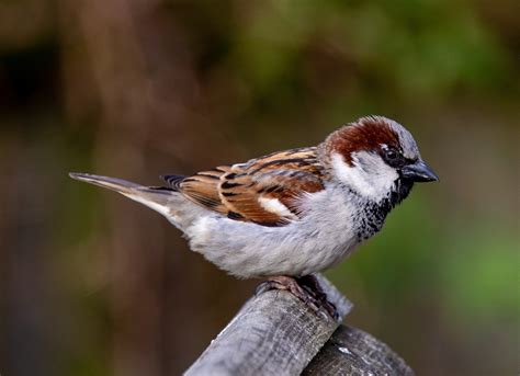 Eurasian Tree Sparrow Bird Free Photo On Pixabay Pixabay