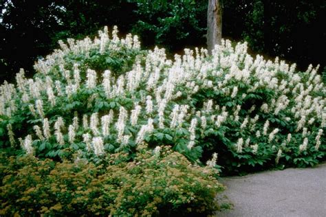 Flowering Shrubs for Shade Gardens | HGTV