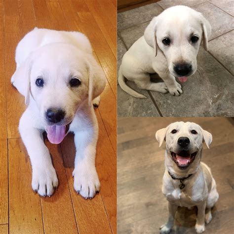 Ghost turned one today!! : r/labrador