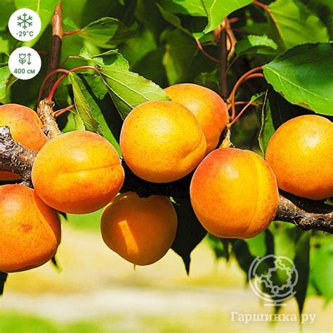 Абрикос Челябинский ранний купить в Москве по низкой цене - интернет ...
