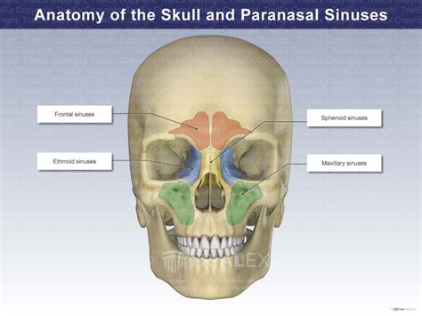 Anatomy of the Skull and Paranasal Sinuses - TrialExhibits Inc.