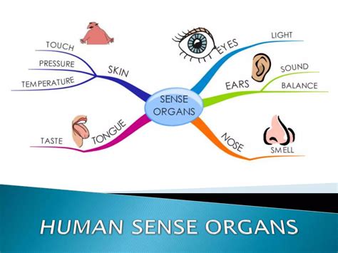 Sensory Organs Eyes Ppt