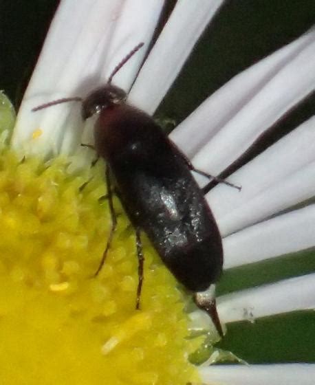 Mordella Tumbling Flower Beetle Bugguidenet