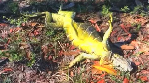 National Weather Service: Iguanas falling from trees in Florida due to ...