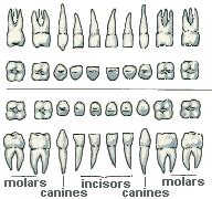 Baby Teeth (Deciduous or Primary Teeth)