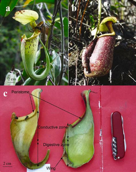 A Upper Pitcher And B Lower Pitcher Of Nepenthes Raffl Esiana