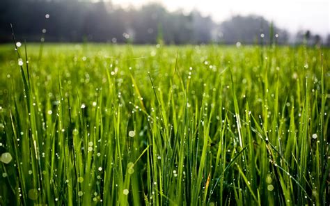 Macro Grass Water Drops Nature Hd Wallpaper Wallpaper Flare