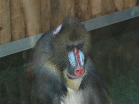 The Online Zoo - Mandrill