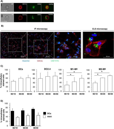 Uptake Of Cnps By Human And Murine Apcs Different Apc Populations Were