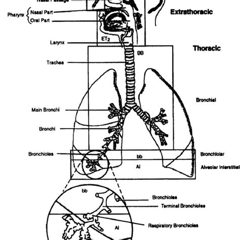 Components Of The Human Respiratory System Download Scientific Diagram