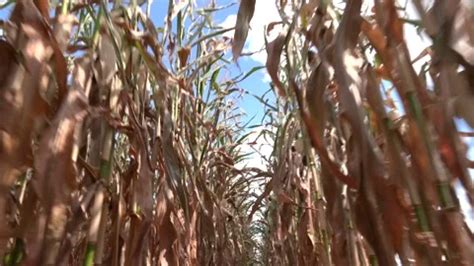 A corn maze or maize maze - maze cut out... | Stock Video | Pond5