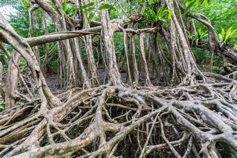 Sistema Massivo De Raízes De árvores Banianas Na Floresta Tropical