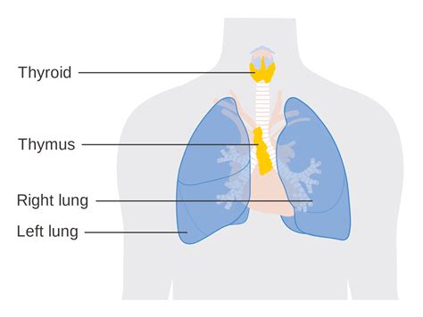 Thymus - StoryMD