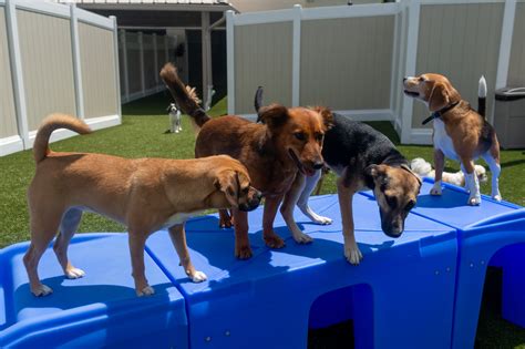 Hamilton Pet Hotel For Dog Boarding And Doggy Day Care K9 Resorts