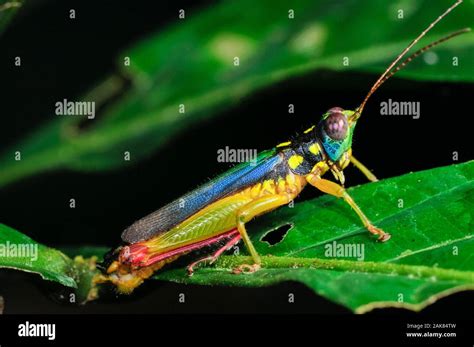 Rainbow grasshopper hi-res stock photography and images - Alamy