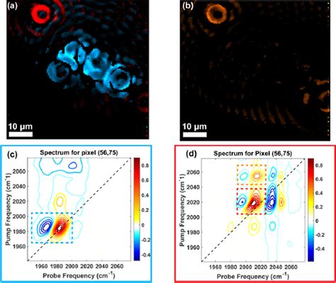 Spatially Resolved Two Dimensional Infrared Spectroscopy Via Wide Field Microscopy Semantic