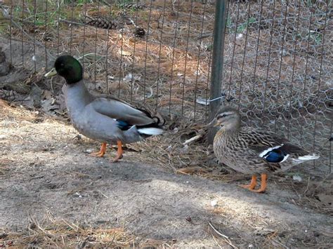 What colors of call ducks do I have? | BackYard Chickens - Learn How to ...