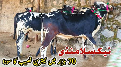 Today Taxila Mandi Latest Update 8 December 2023 Naseeb Ka Soda YouTube