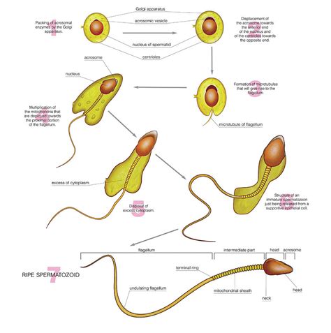 Spermiogenesis Photograph By Asklepios Medical Atlas