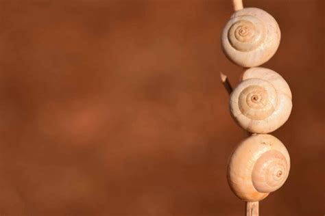 Free Picture Snail Gastropod Invertebrate Animal Daylight Brown