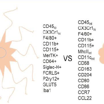 Microglia markers at homeostasis and after activation. In homeostatic ...