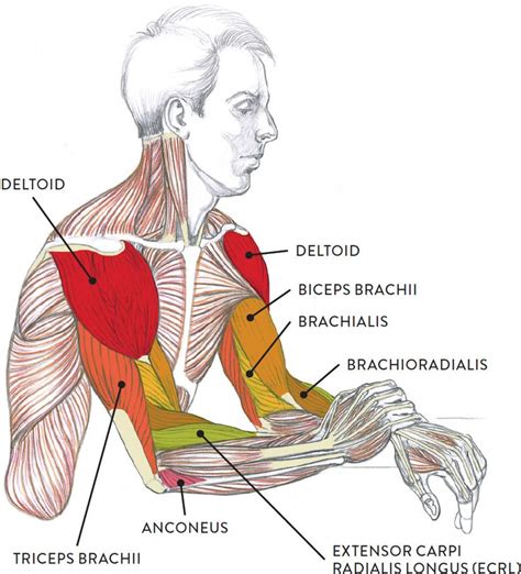 The Muscles Are Labeled In This Diagram And There Is Also An Overview