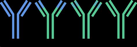 Libra Hueasy Monoclonal Antibody Mab Humanization Service Fully