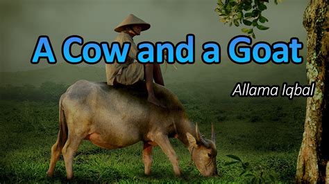 A Cow And A Goat Poem Penned By Allama Iqbal Motivation Quotation