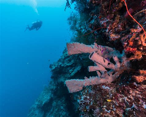 The Coral Reefs Of Papua New Guinea We Love It Wild