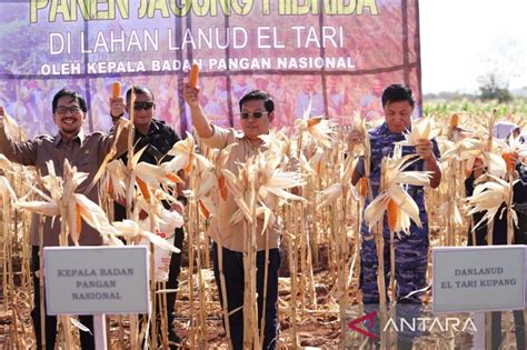 Pemerintah Impor Ribu Ton Jagung Pakan Atasi Defisit Produksi