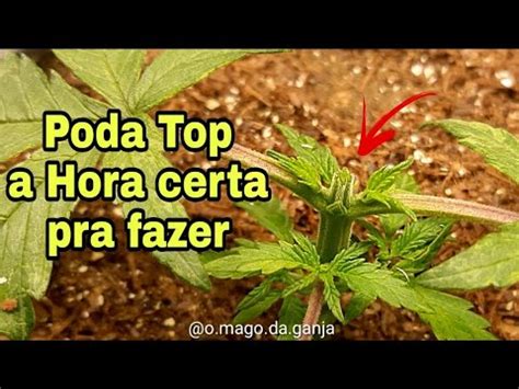 PODA TOP APRENDA A FAZER YouTube