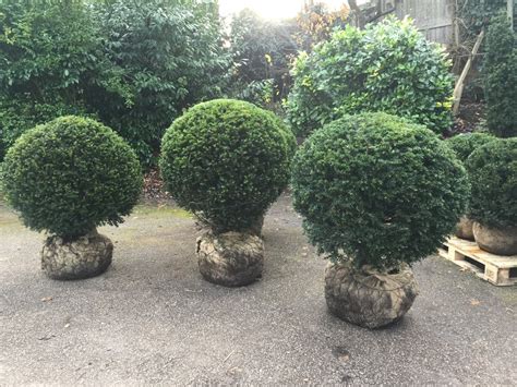 Topiary Balls And Topiary Domes — Crown Topiary Topiary Trees Uk London