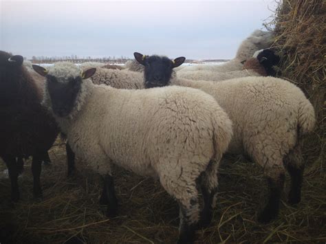 Clun Forest Sheep | Loch Lomond Livestock Ltd.