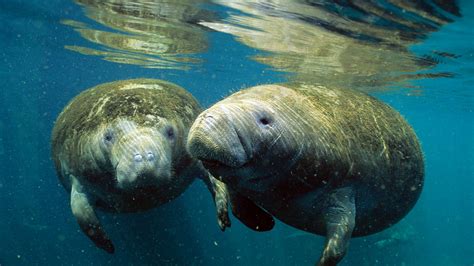 Manatees in Florida: Can manatees still be saved? - Archyde