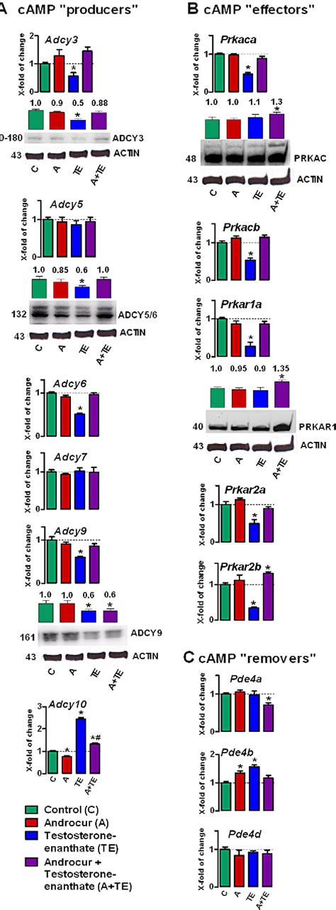 Figure 1 From Molecular Adaptations Of Testosterone Producing Leydig