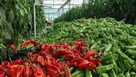 Poda Del Pimiento En Invernadero Pimientos Rellenos Agricultura