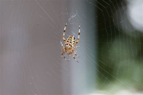 Araneus Template Spider Web Light - Free photo on Pixabay - Pixabay