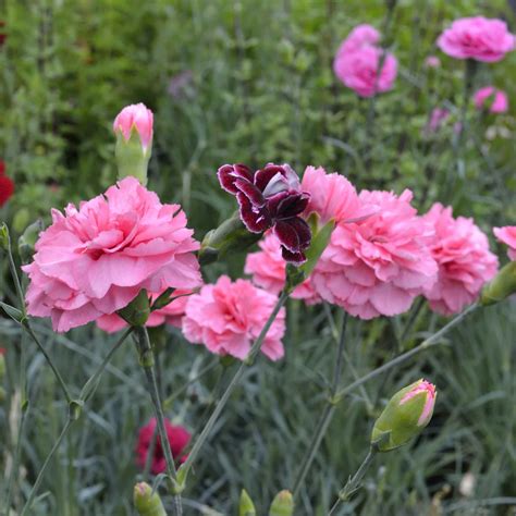 Dianthus 'Romance' – Hills Perennials