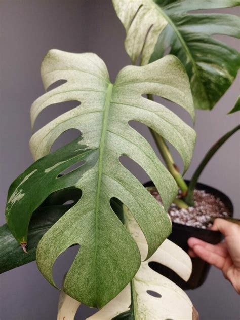 Monstera deliciosa Mint variegata Costela de Adão