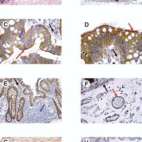 Immunohistochemical Analysis Of Cb1 Receptor Protein In Normal Human Download Scientific