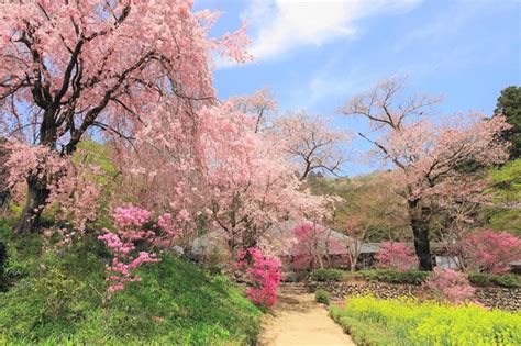 桃源郷の春 カレンダー2024チャクラぱぱさん αcafe αの写真投稿サイト ｜ ソニー