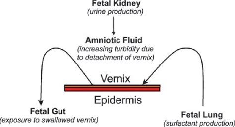 Figure 1 from The biology of vernix caseosa. - Semantic Scholar