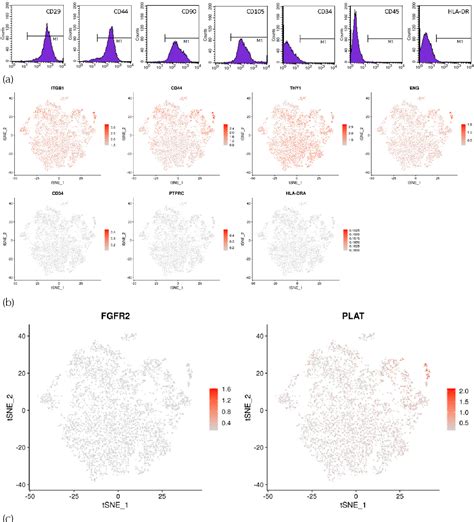 Figure 1 From Single Cell Rna Sequencing Of Bone Marrow Mesenchymal Stem Cells From The Elderly