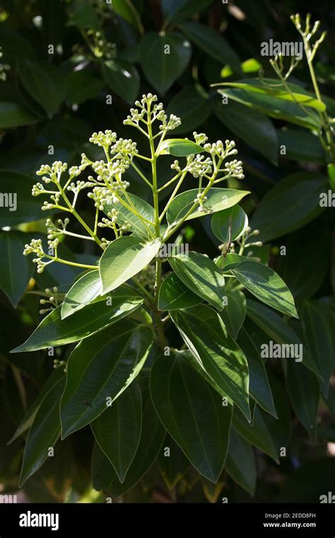 Cinnamon Flower Hi Res Stock Photography And Images Alamy