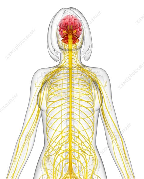 Female Nervous System Artwork Stock Image F006 1924 Science Photo Library