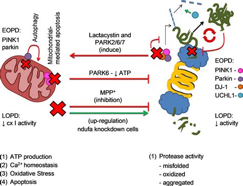 Frontiers Cross Talk Between Mitochondria And Proteasome In Parkinsons Disease Pathogenesis