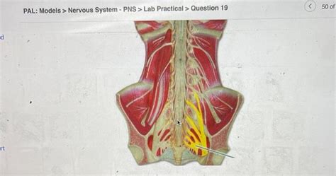 Solved Pal Models Nervous System Pns Lab Practical Chegg